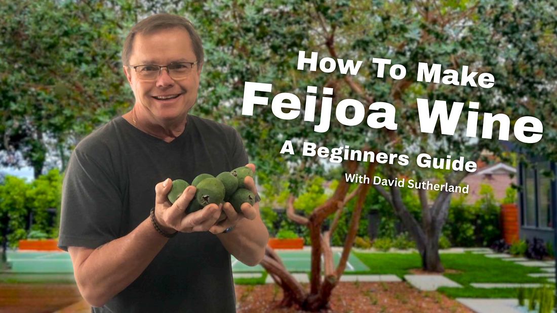 Making Feijoa Wine at Home - Beginners Guide