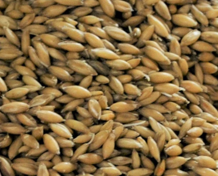 Gladfield Big O Malted Oats