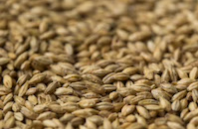 Gladfield Pilsner Malt